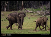 CRW_7242_Elephant.jpg