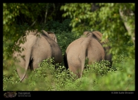 MG_0573_Elephant.jpg