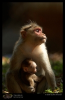 MG_0671_Bonnet_Macaque.jpg