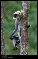 MG_1298_Langur.jpg