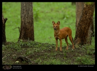 MG_1780_Dhole.jpg