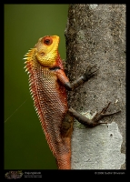 MG_2708_Garden_Lizard.jpg