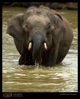 MG_2729_Elephant.jpg