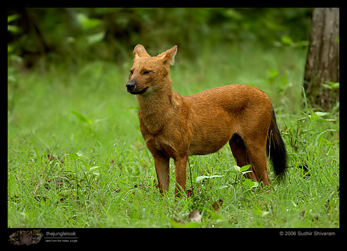 MG_1774_Wild_Dog.jpg