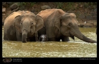 MG_2727_Elephant.jpg