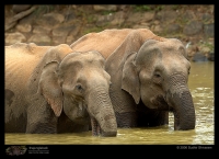 MG_2742_Elephant.jpg