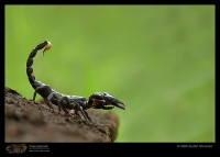 MG_3139_Scorpion.jpg