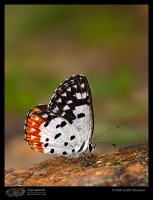 CRW_8085_Red_Pierrot.jpg