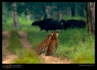 MG_5909_Tiger_Gaur.jpg