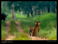 MG_5918_Tiger_Gaur.jpg