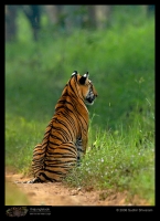 MG_5940_Tiger_Male.jpg