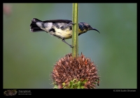 CRW_1970-Purple-Sunbird-Eclipse-Plumage.jpg