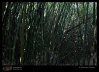 Landscapes