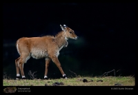 CRW_3682-Nilgai-calf.jpg