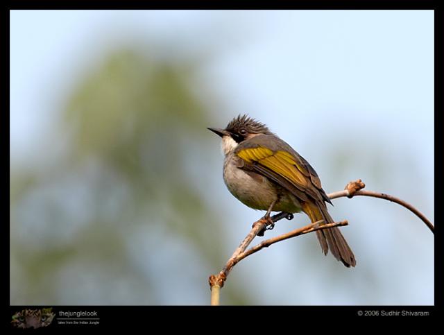 _MG_7039-Ashy-Bulbul.jpg