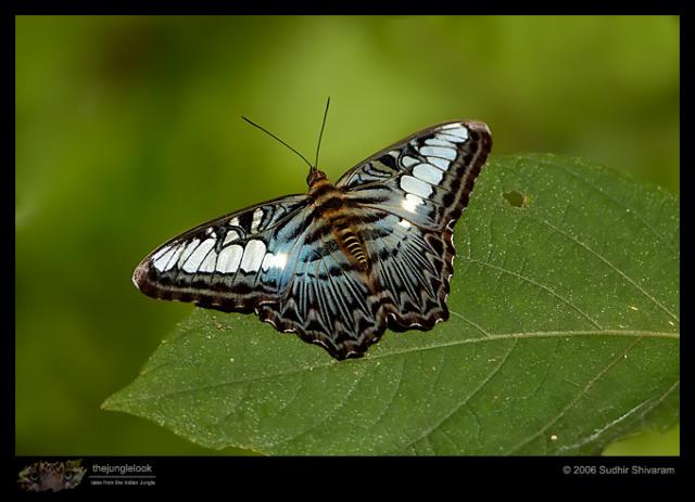 _MG_7131-clipper.jpg