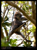 _MG_7196-Leaf-Monkey.jpg