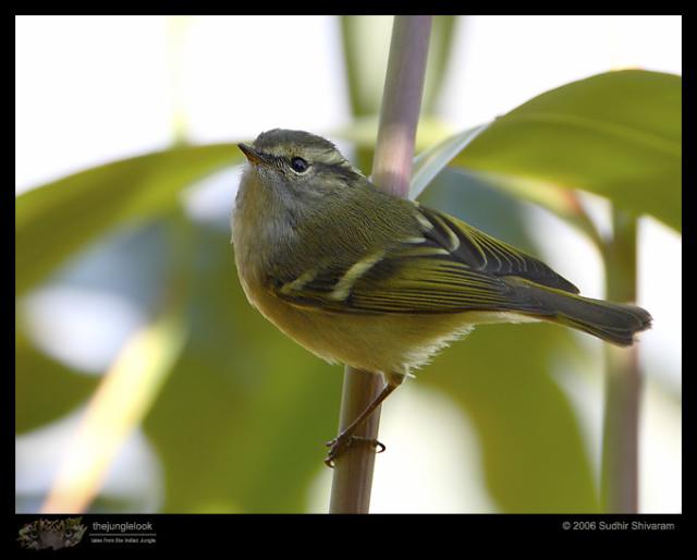 _MG_7938-Lemon-Rumped-Warbler.jpg