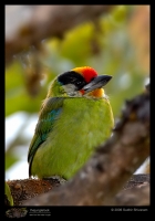 _MG_8061-Golden-Throated-Barbet.jpg