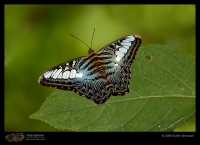 Butterfly and Moth