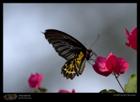 Butterfly and Moth