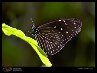 Butterfly and Moth