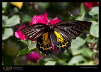 Butterfly and Moth