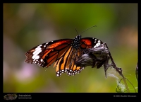 Butterfly and Moth