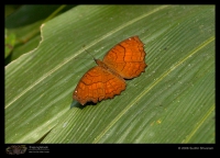 Butterfly and Moth