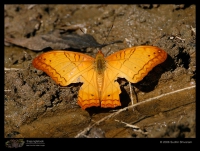 Butterfly and Moth