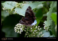 Butterfly and Moth