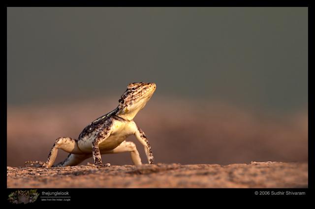 CRW_6631_Rock_Agama.jpg