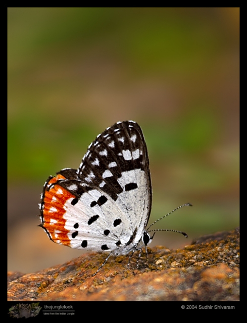 CRW_8085_Red_Pierrot.jpg