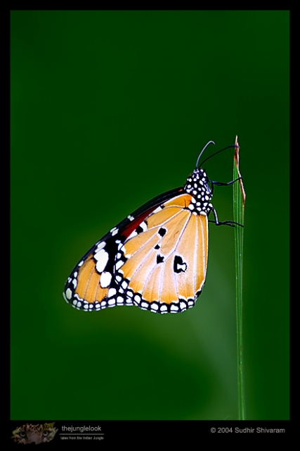CRW_7255-Plain-Tiger.jpg