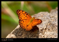 CRW_7286-Common-Leopard.jpg