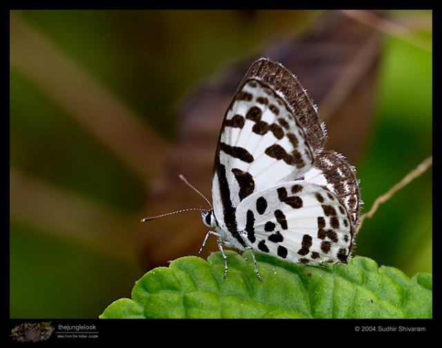 CRW_8853-Common-Pierrot.jpg