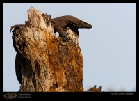 _MG_6412-Monitor-Lizard.jpg