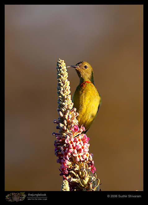 _MG_8139-Fire-Tailed-Sunbird-Subadult.jpg