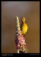 _MG_8139-Fire-Tailed-Sunbird-Subadult.jpg