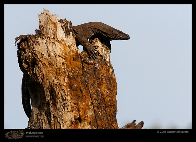 _MG_6412-Monitor-Lizard.jpg