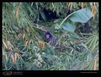 _MG_7227-Phayres-Leaf-Monkey.jpg