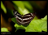 _MG_7175--Common-Sailer.jpg