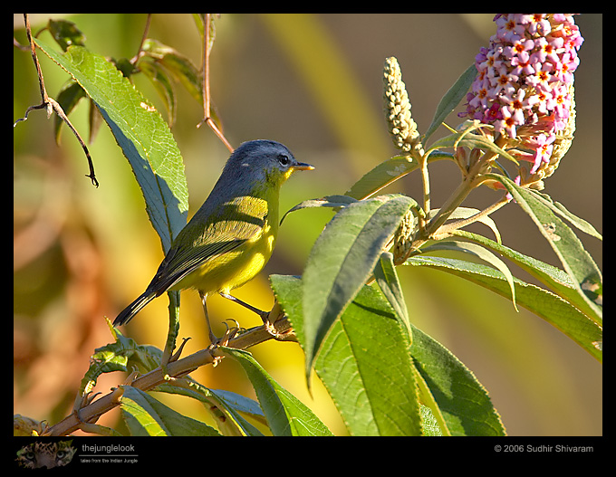 _MG_8172-Greyhooded-Warbler.jpg