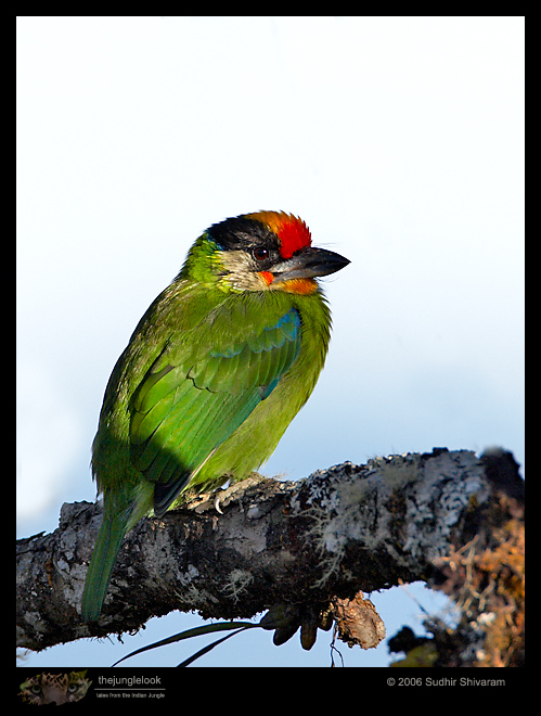 _MG_8446-Golden-Throated-Barbet.jpg