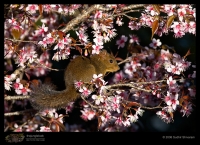 _MG_8482-Orange-Bellied-Himalayan-Squirrel.jpg