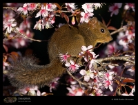 _MG_8481-Orange-Bellied-Himalayan-Squirrel.jpg