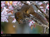 _MG_8536-Orange-Bellied-Himalayan-Squirrel.jpg