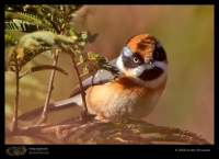 _MG_8634-Black-Throated-Tit.jpg