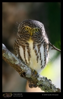 _MG_8738-Asian-Barred-Owlet.jpg