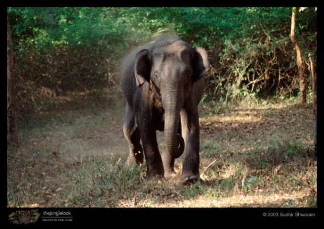 Elephant-Charge.jpg